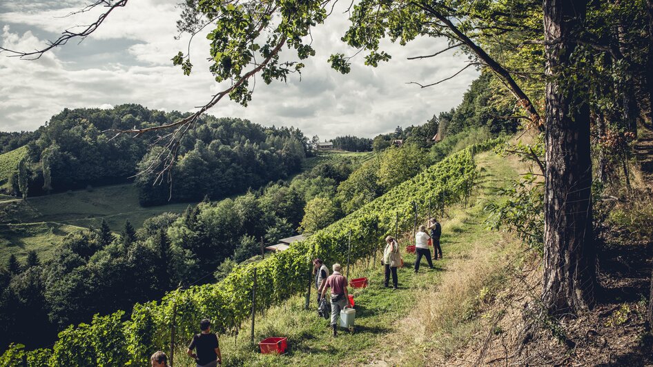 Weingut Hannes Sabathi | © Hannes Sabathi