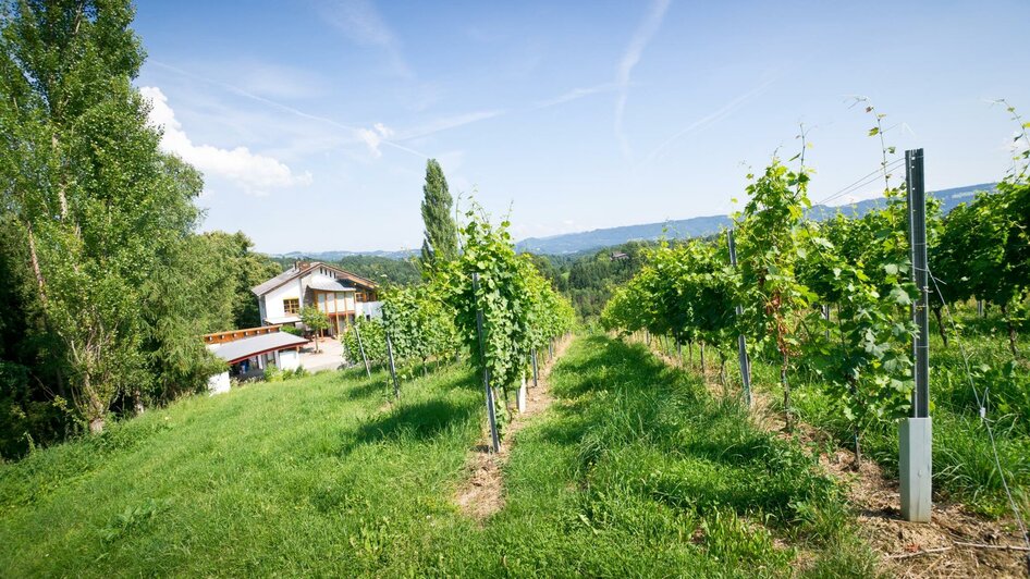 Weingut Kuntner Weingartenanlage | © Weingut Kuntner l Thomas Kuntner