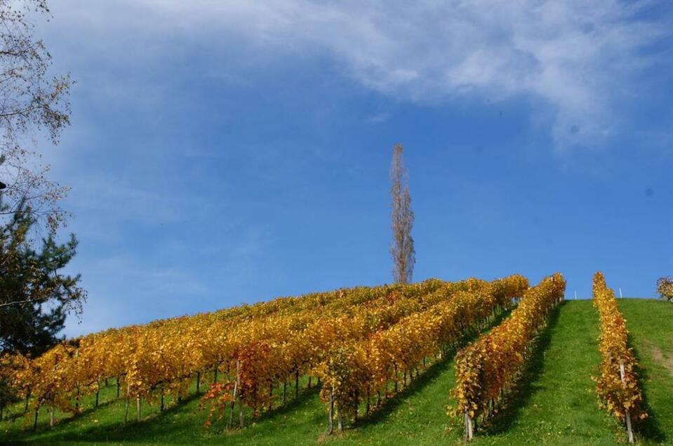 Weingut Lieschnegg - Impression #1