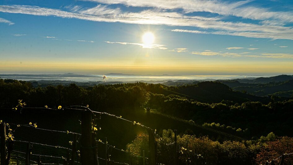 Weingarten Blick Richtung Gamlitz | © Weingut & Buschenschank Pölzl