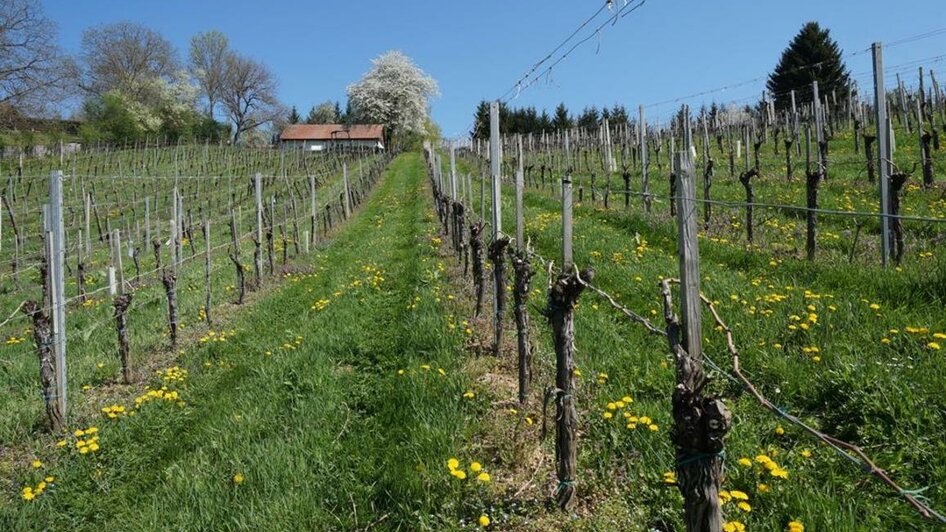 Weingut Perner Weingarten Keischn | © Weingut Perner | Isabella & Anton Perner