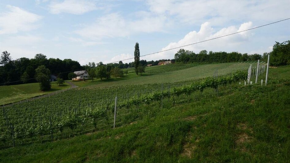 Weingut Perner Weingarten Jungbauer | © Weingut Perner | Isabella & Anton Perner