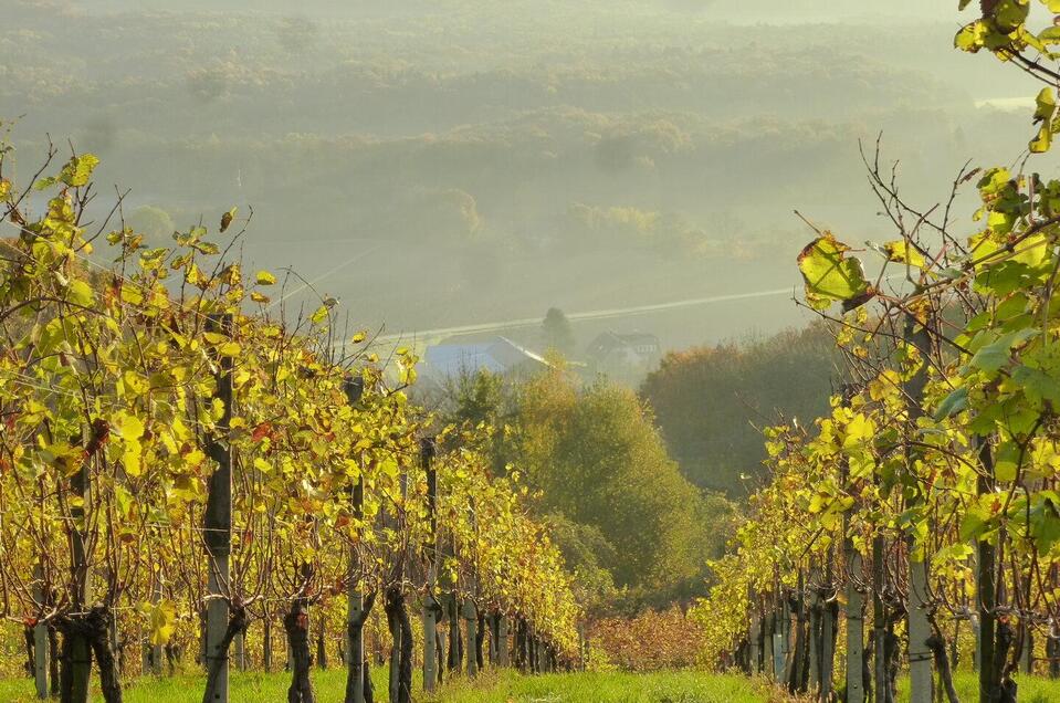 winery Pock in Straden - Impression #1 | © Weingut Pock