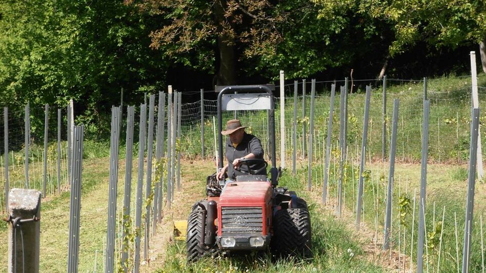 Erstes Mulchem im Mai | © Weingut Rupp