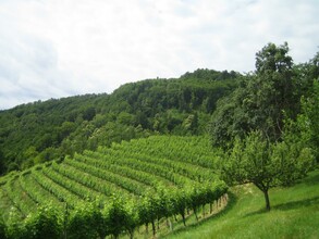 Weingärten_Weingut Schwarz | © Weingut Scharz