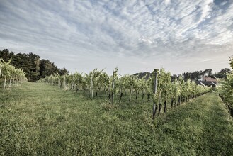 Weingarten | © @pixelmaker | Weingut Skringer