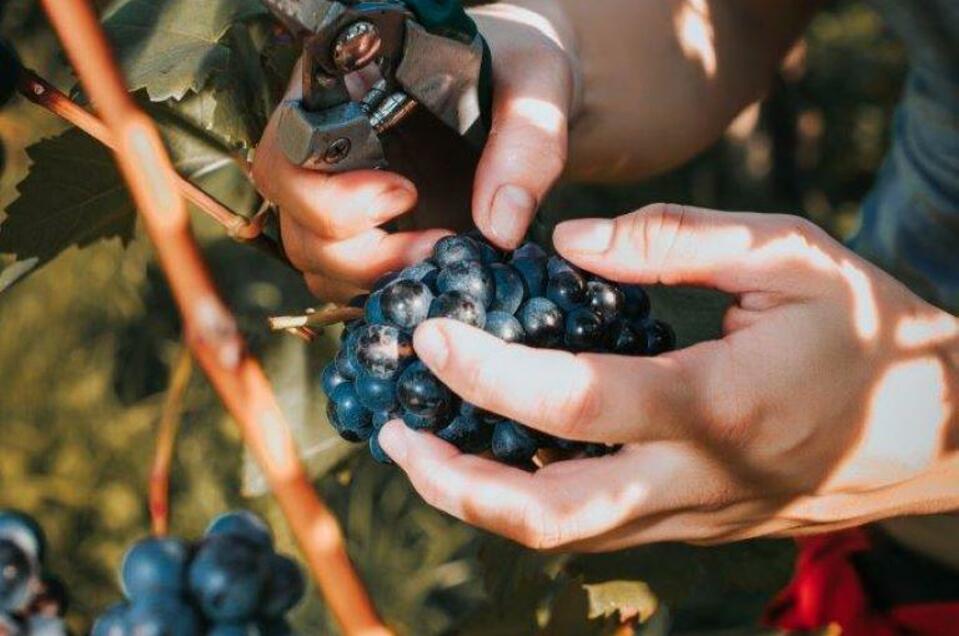 Weingut Trapl - Impression #1 | © Schilcherland Steiermark