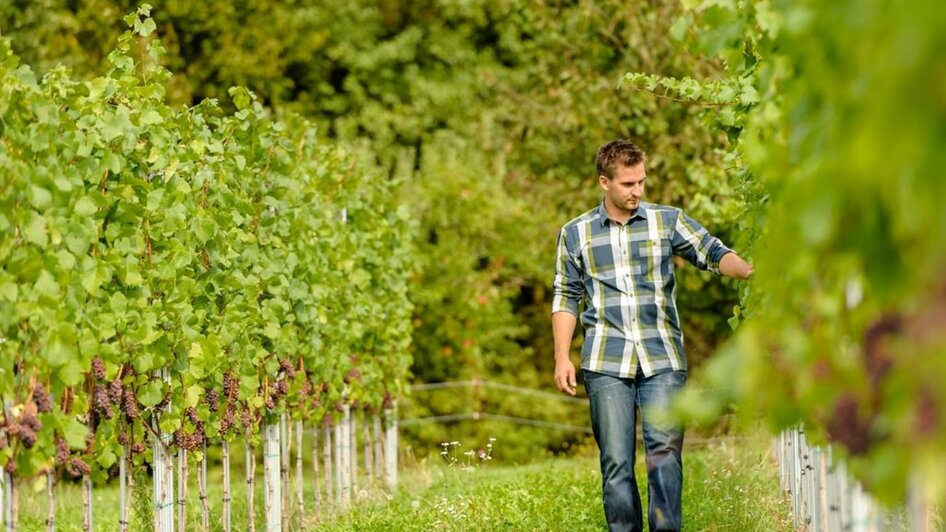 Spaziergang durch den Weingarten - Weingut Trummer | © Weingut Trummer