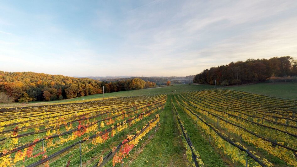 BuschenschankRamminger_Weingarten_Oststeiermark | © Familie Ramminger