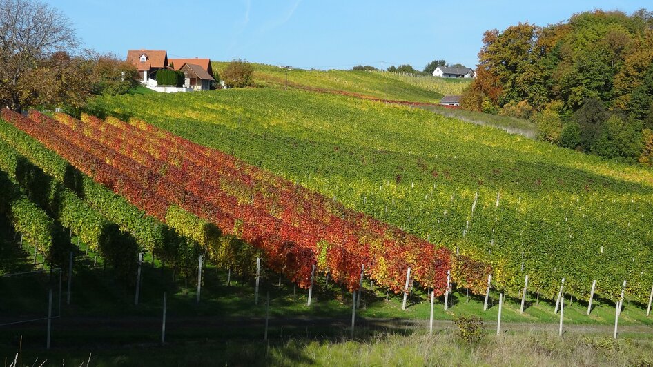 Aunberg zwei | © Weinhof Platzer