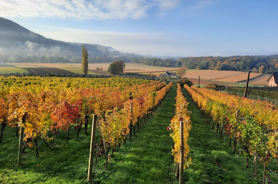 Weinhof Thurner-Seebacher - Impression #1 | © Weinhof Thurner-Seebacher