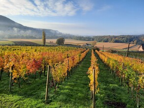 Herbst Aunberg | © Weinhof Thurner-Seebacher