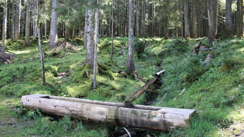 Blaa Alm, Altaussee, Brunnen mit Wald | © Viola Lechner