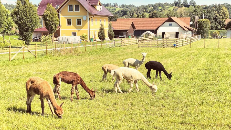 Alpakahof Eibiswald | © Alpakahof Eibiswald