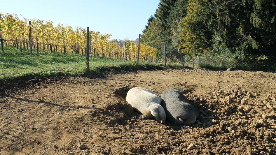 Mangalitca Schweine am Bärenhof Berghausen | © Ulrike Elsneg