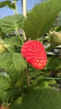 Beeren Bernhart - Himbeere | © Beeren Bernhart