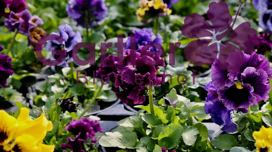 Blumenhof Gartler Blumen | © Blumenhof Gartler