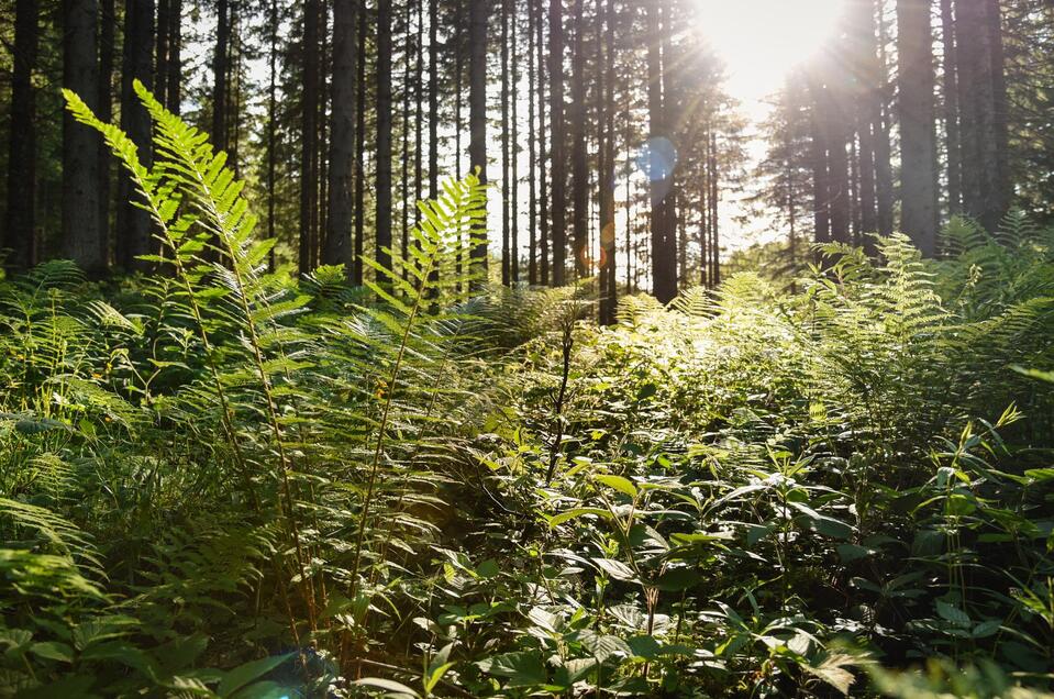 Wald | © TVB Ausseerland - Salzkammergut_Jacqueline Korber Erdbewegung & Schneeräumung Alois Mayr jun. - Impression #1 | © TVB Ausseerland - Salzkammergut_Jacqueline Korber