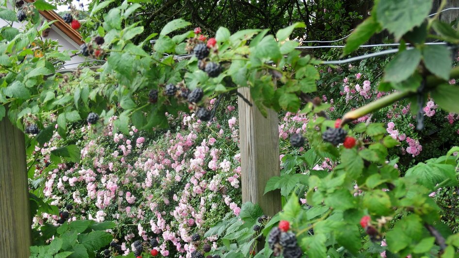 Erni´s Gartenvielfalt | © Ernestine Wagist