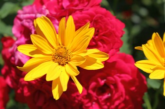 Symbolfoto_Rosenblüte | © TVB Ausseerland - Salzkammergut_Viola Lechner