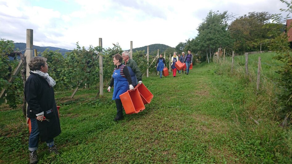 Weinlese | © Familie Deutschmann