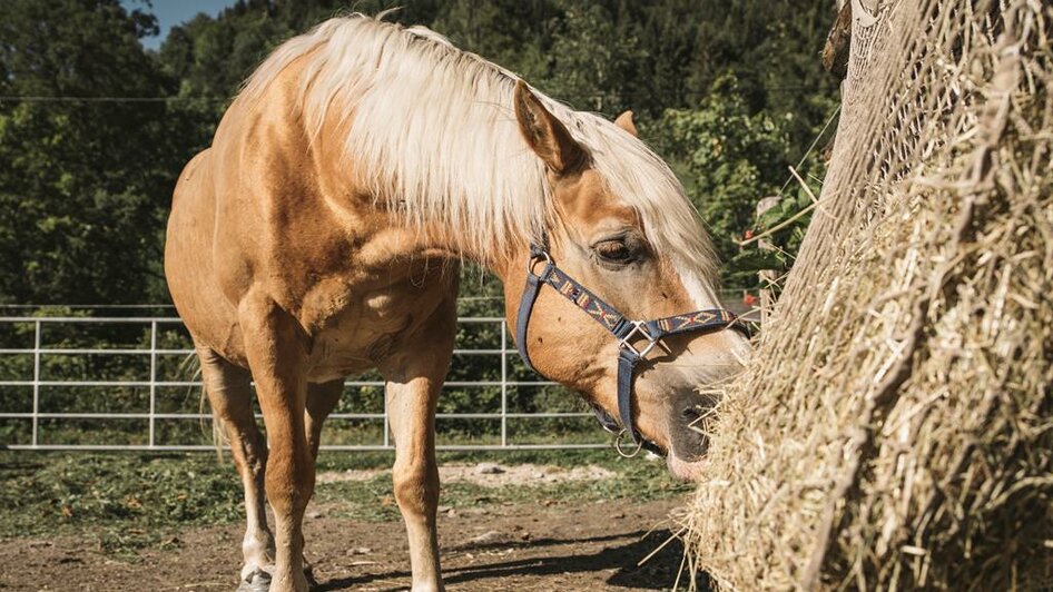 Haflinger am Haflingerhof | © Stefan Leitner