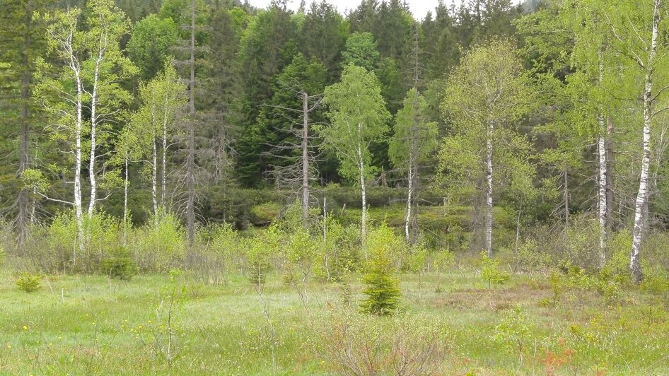 Blick auf das Hochmoor