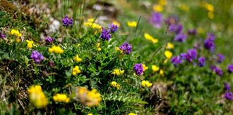 Alpenblumen