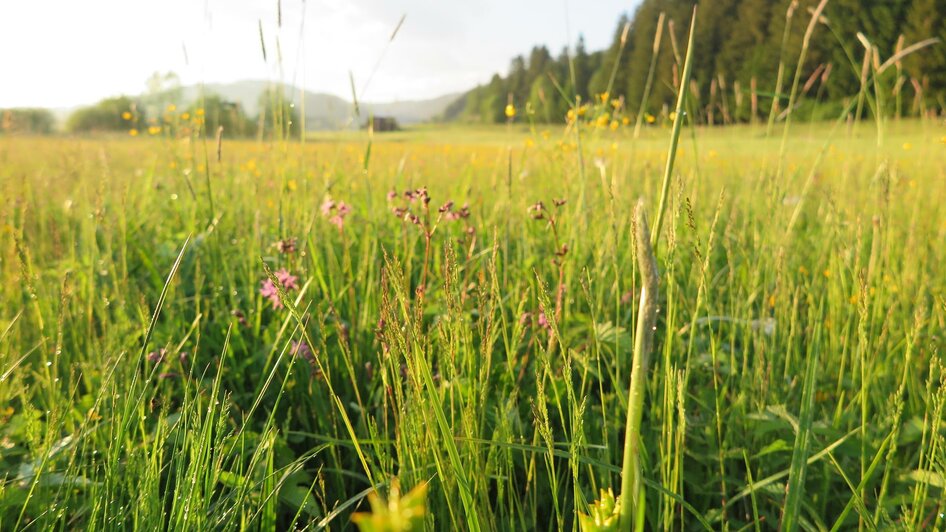 Hörfeld-Moor, Flora | © Archiv Naturpark Zirbitzkogel-Grebenzen