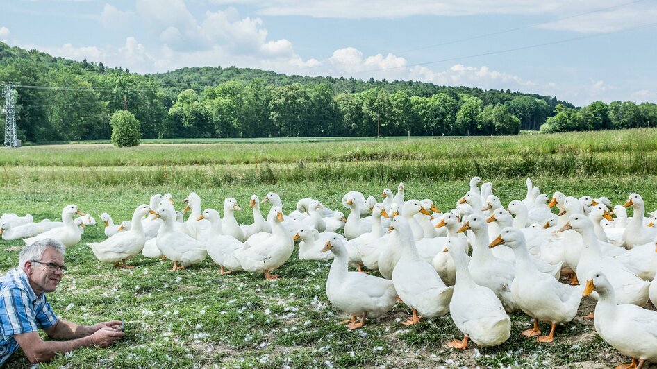 Enten unterwegs in der Natur | © Familie Hütter