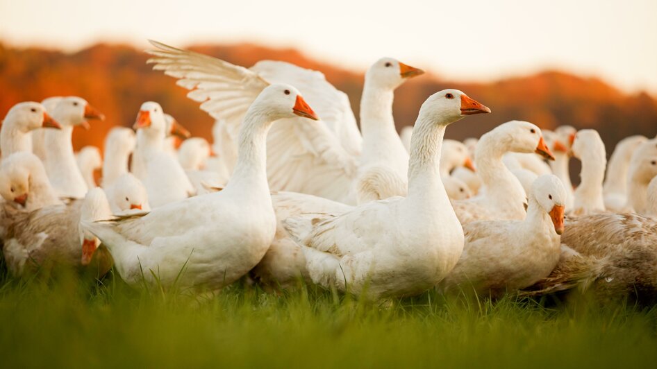 Glückliche Tiere auf der Weide | © Hütter Pute & Huhn