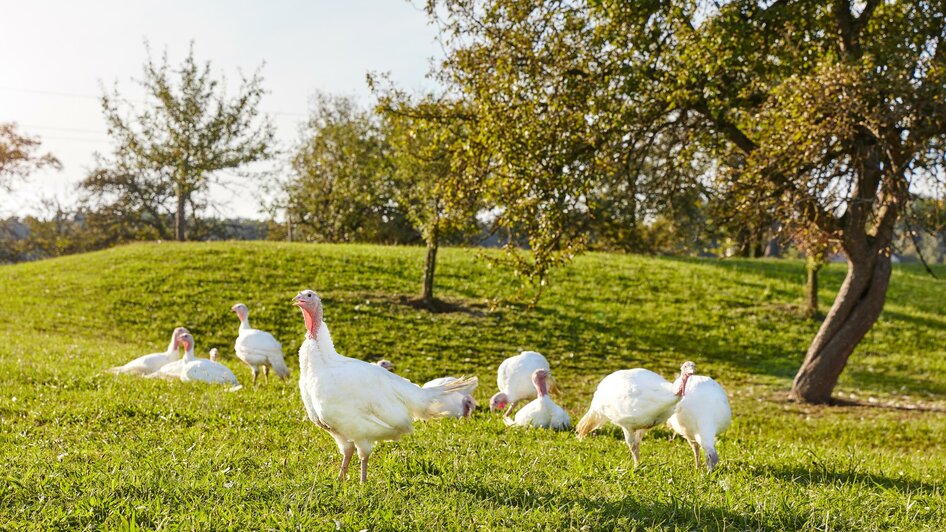 Puten auf der Weide | © Hütter Pute & Huhn, Barbara Majcan