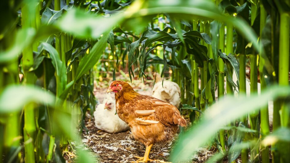 Weidehuhn im Maisfeld | © Hütter Pute & Huhn