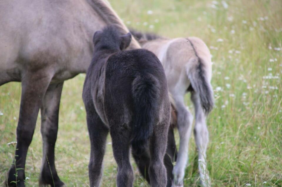 Island horse farm Desput - Impression #1 | © Nadja Desput