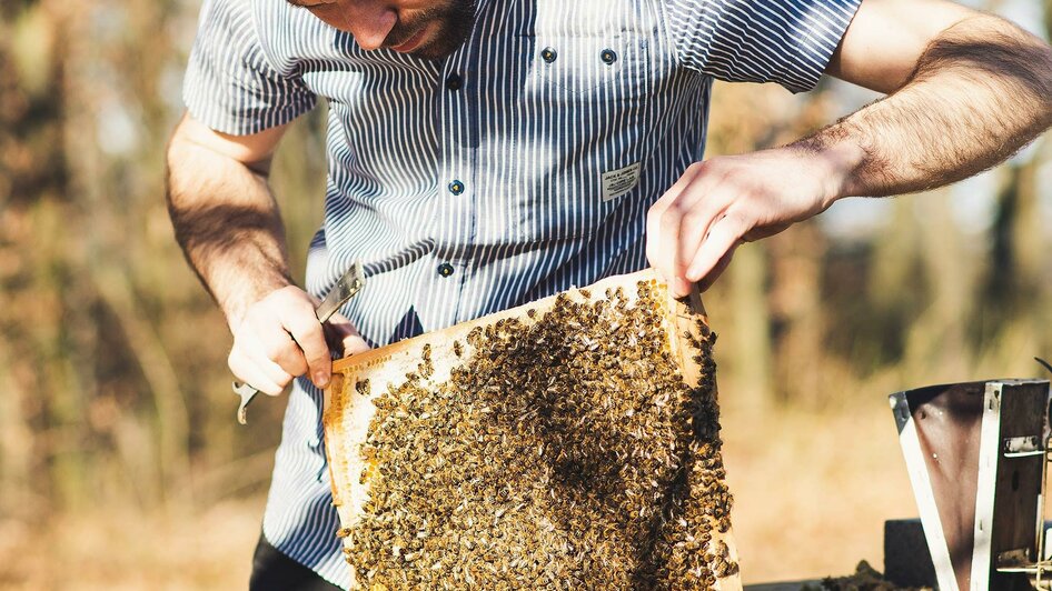 Bienen in der Honigwelt Mayer | © RM SW GmbH | webquartier.at