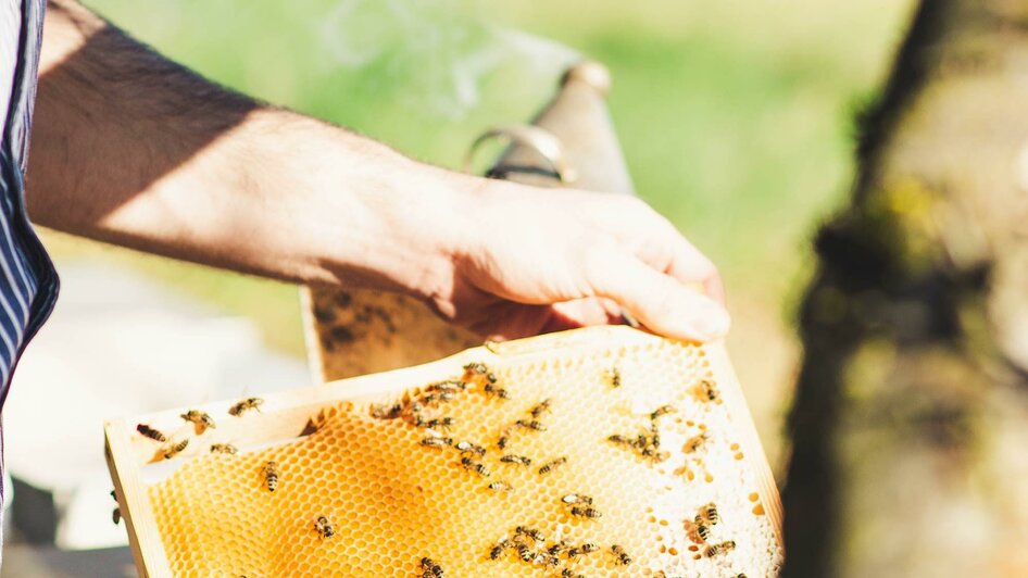 Arbeit bei den Bienenstöcken | © RM SW GmbH | webquartier.at