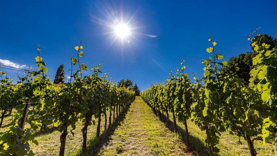 Weinberge | © TV Gamlitz, Harry Schiffer