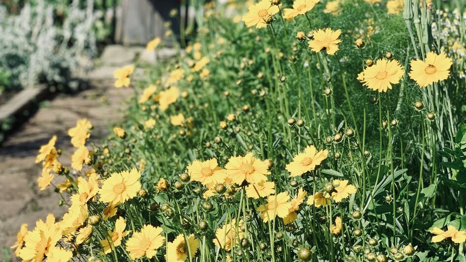 Blütenbracht im Bauerngarten | © Lisi Maier