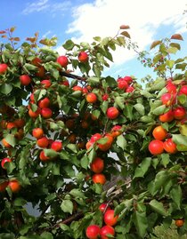 Marillen | © Obsthof Weiss | © Obsthof Weiss