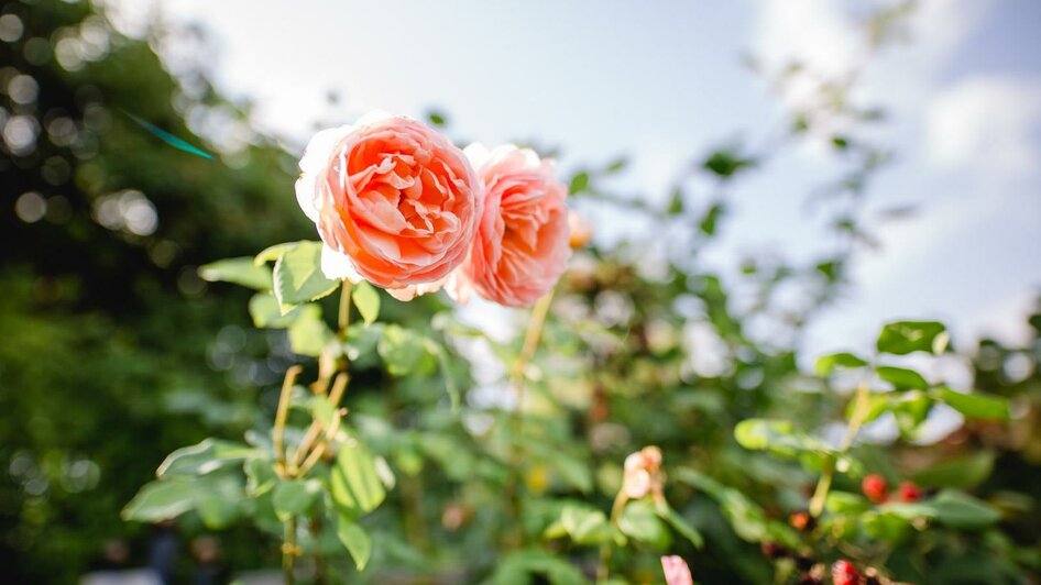 Polz Garten Rosen | © Karin Bergmann