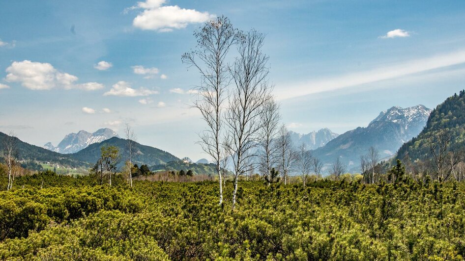 Vegetation im Pürgschachen Moor | © Christian Scheucher