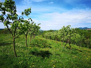 Obstgärten | © Familie Bunderla