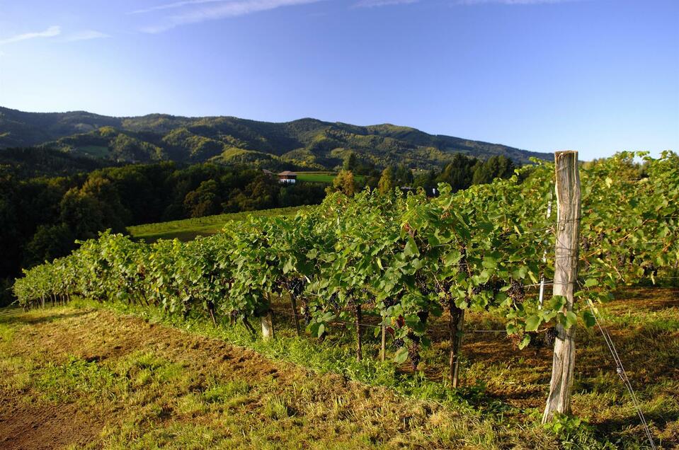 Weinbau Lipp vulgo Hambammer - Impression #1 | © Weinbau Lipp