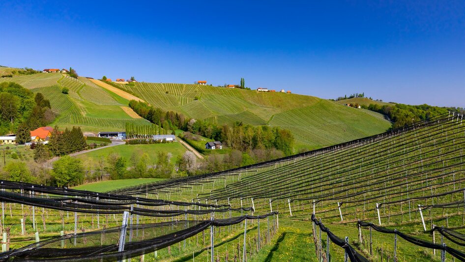 Gamlitz Weinberge | © Harry Schiffer, TV Gamlitz