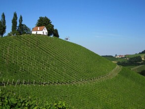 Adam Schererkogl Weingut1 | © Adam Schererkogl