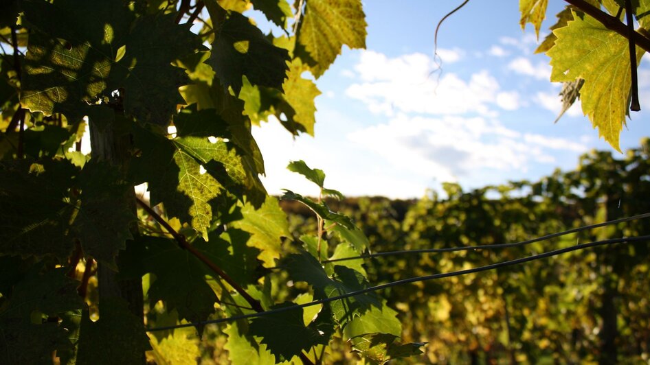 Weingarten, Weingut Anne Grießbacher | © Weingut Anne Grießbacher