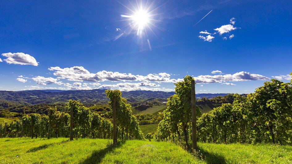 Weinberge | © Harry Schiffer, TV Gamlitz