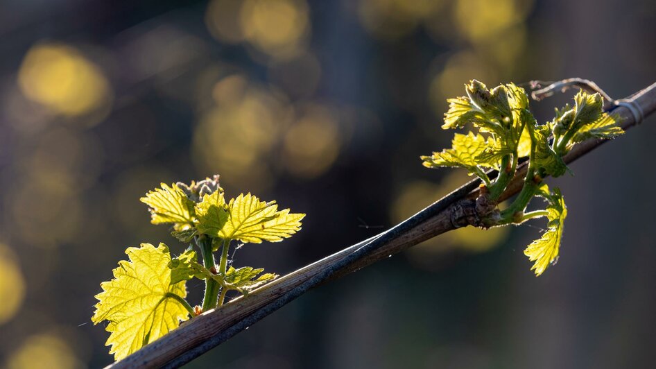 Weinrebe | © TV Gamlitz, Harry Schiffer