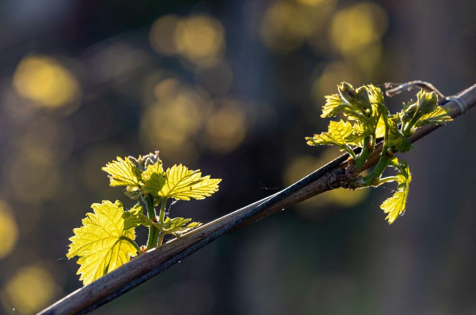 Weingut Elsnegg - Impression #1 | © TV Gamlitz, Harry Schiffer