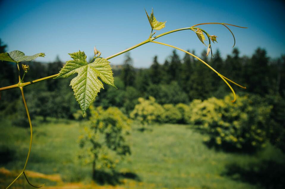 Weingut Florlwirt - Impression #1 | © Schilcherland Steiermark